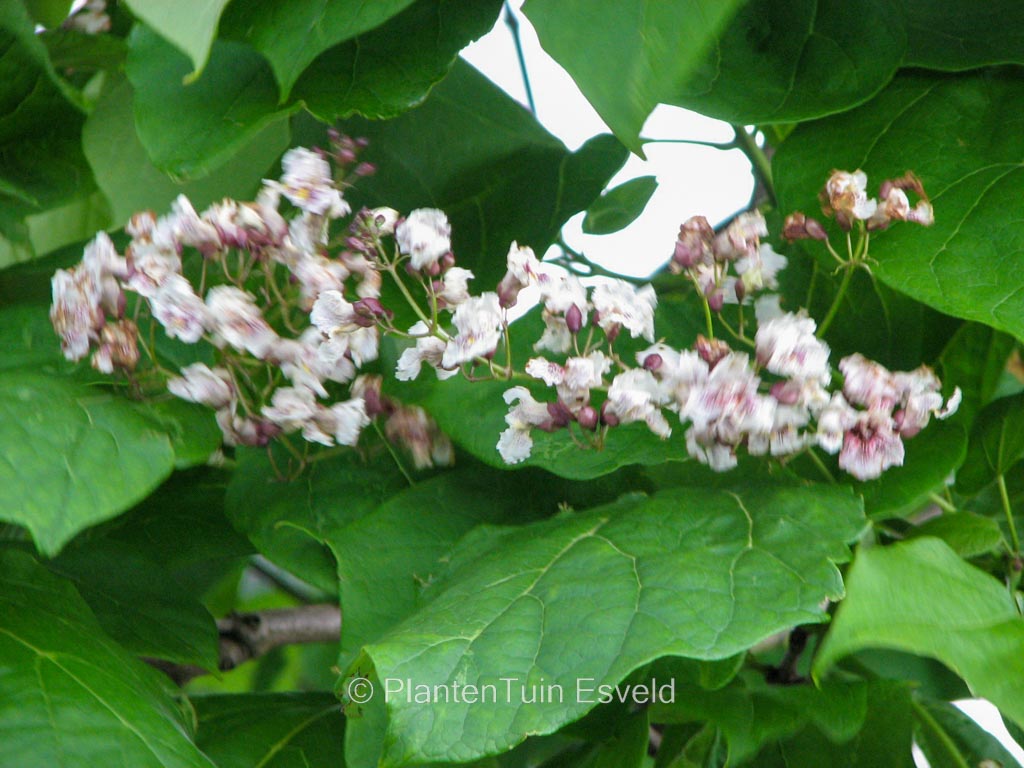Catalpa erubescens