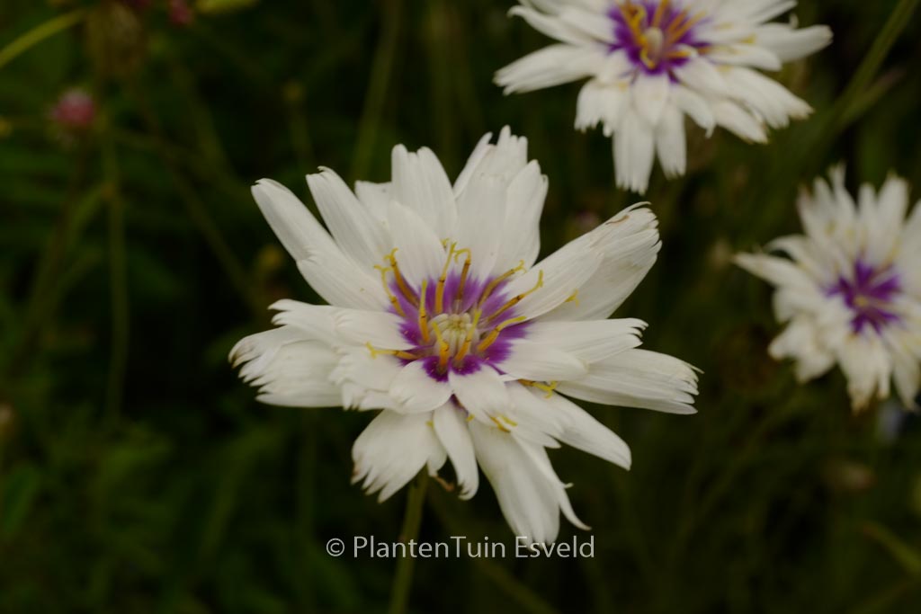 Catananche caerulea ‘Alba’