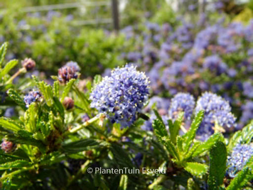 Ceanothus ‘Blue Diamond’