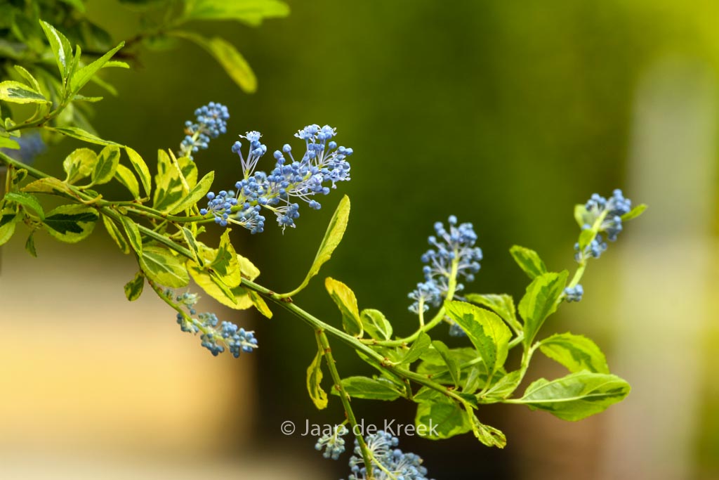 Ceanothus ‘Perado’ (EL DORADO)