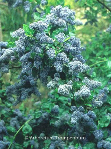 Ceanothus arboreus ‘Trewithen Blue’