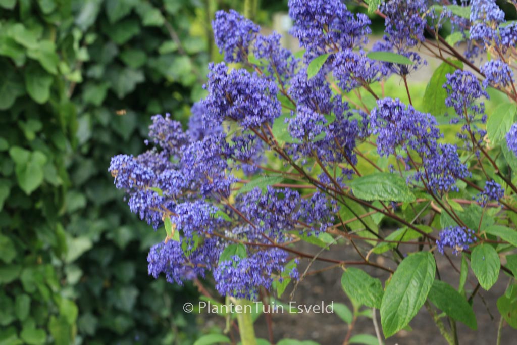 Ceanothus delilianus ‘Henri Desfossee’