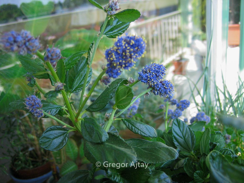 Ceanothus griseus ‘Yankee Point’