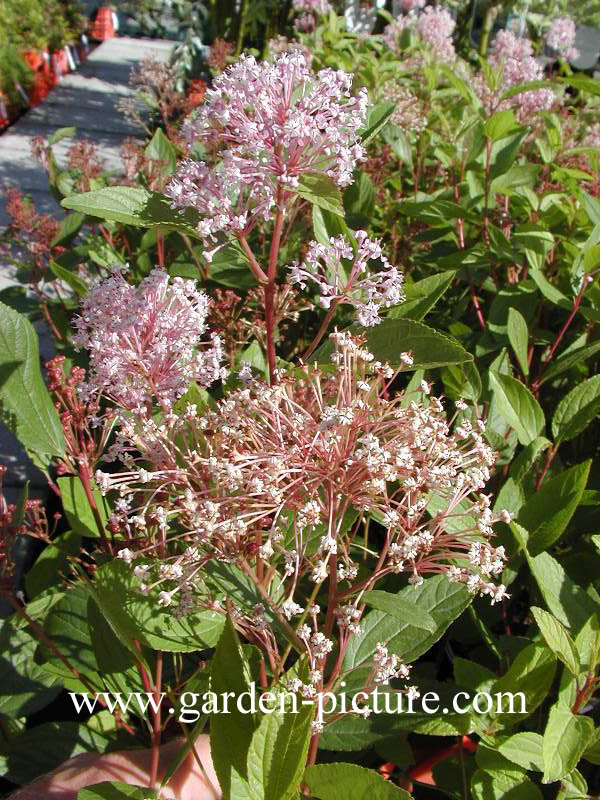 Ceanothus pallidus ‘Marie Simon’