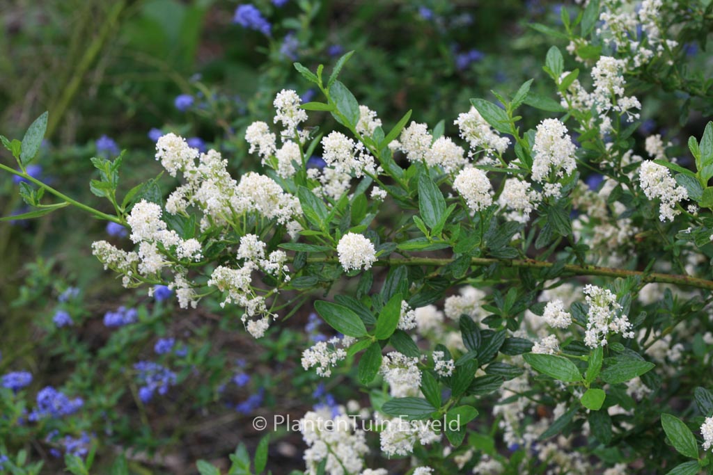 Ceanothus thyrsiflorus ‘Millerton Point’