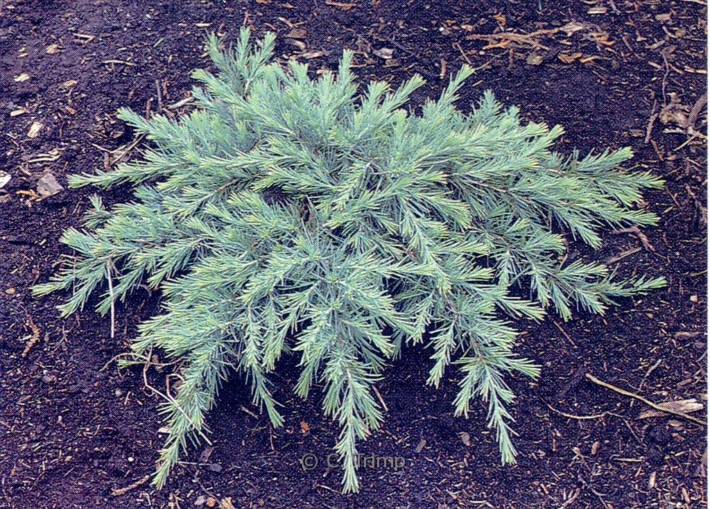 Cedrus deodara ‘Feelin’ Blue’