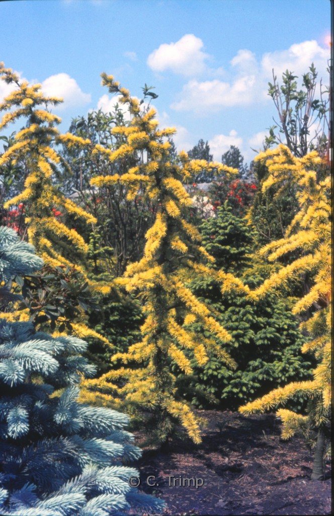 Cedrus libani ‘Atlantica Aurea’
