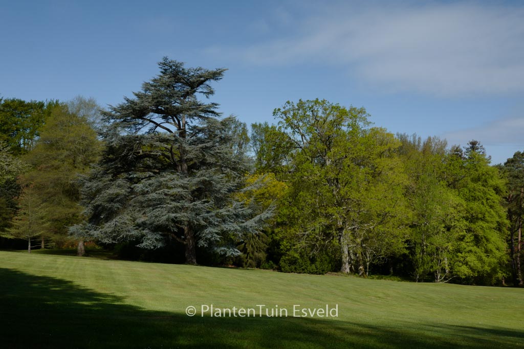 Cedrus libani ‘Glauca Group’