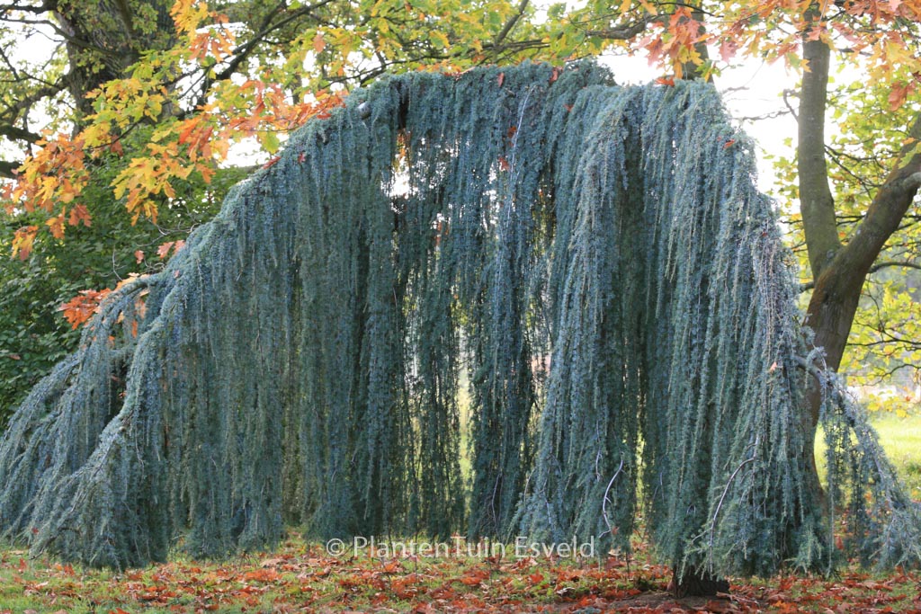 Cedrus libani ‘Glauca Pendula’
