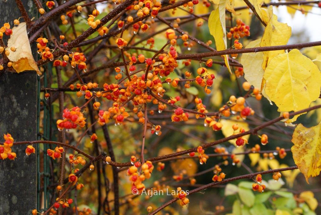 Celastrus orbiculatus ‘Diana’