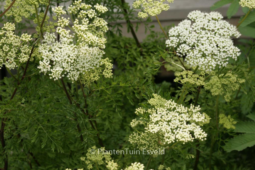 Cenolophium denudatum