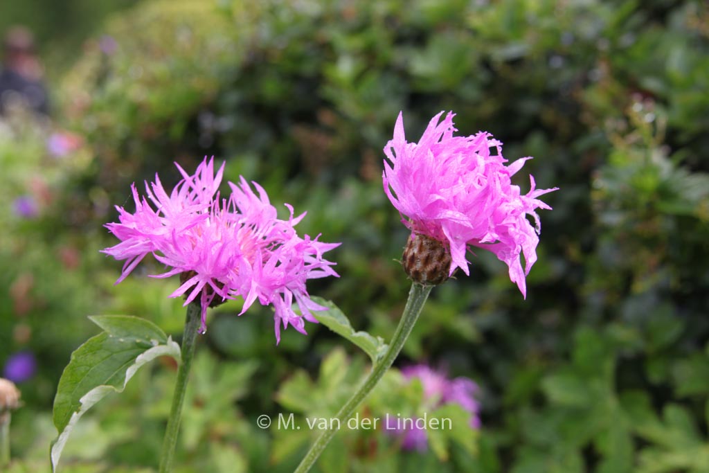 Centaurea dealbata ‘Steenbergii’
