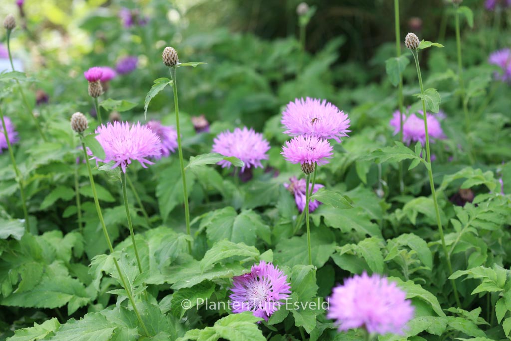 Centaurea hypoleuca ‘John Coutts’