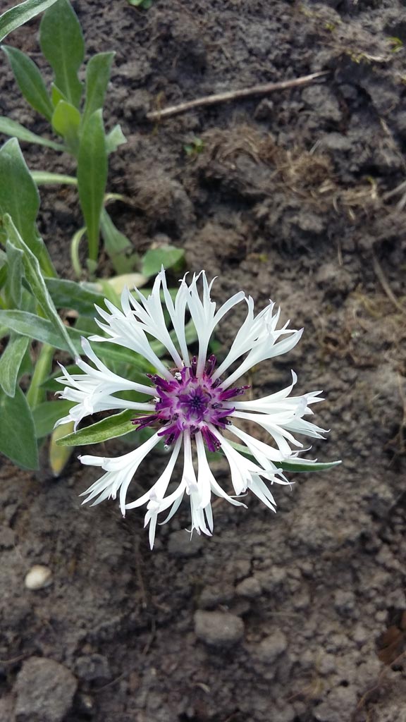Centaurea montana ‘Amethyst in Snow’