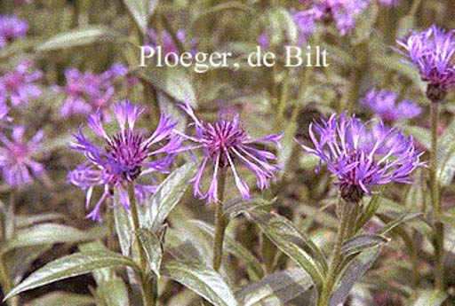 Centaurea montana ‘Coerulea’