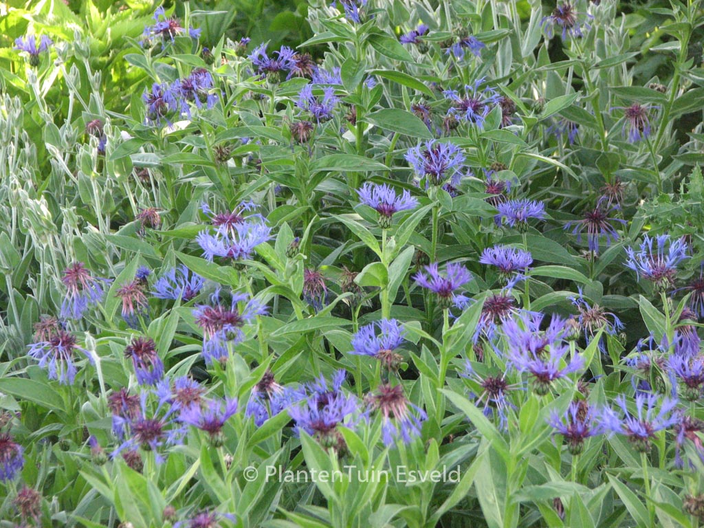 Centaurea montana ‘Grandiflora’