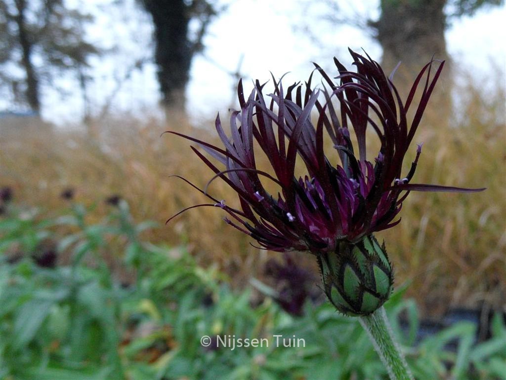 Centaurea montana ‘Jordy’