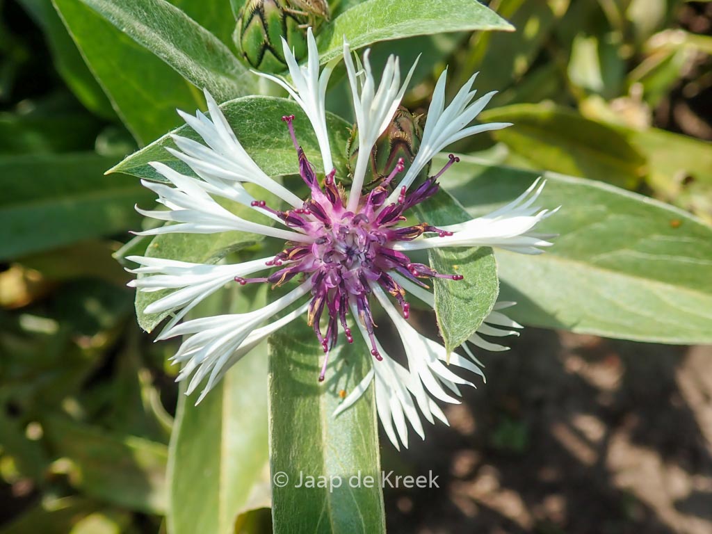 Centaurea montana ‘Purple Heart’