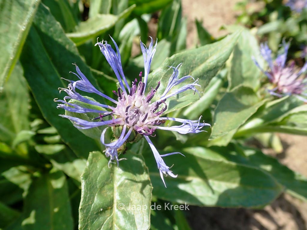 Centaurea montana ‘Sky Jep’