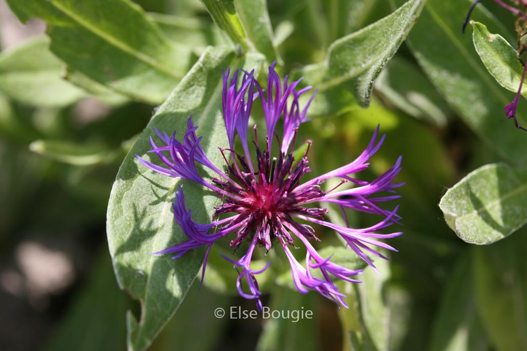 Centaurea montana ‘Violetta’