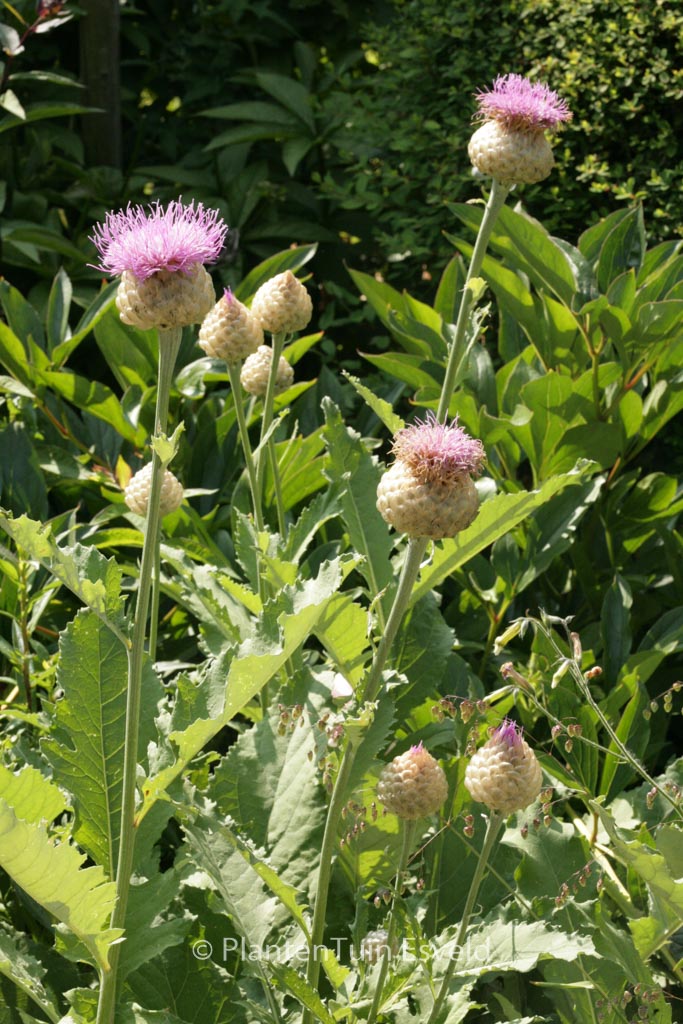 Centaurea scabiosa
