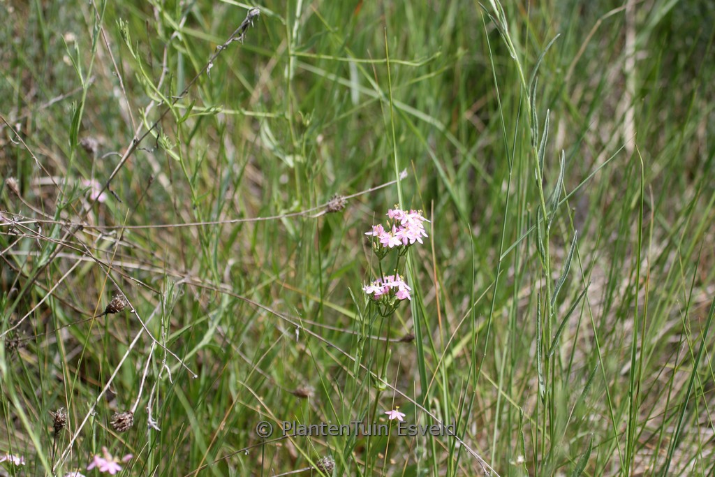 Centaurium erythraea