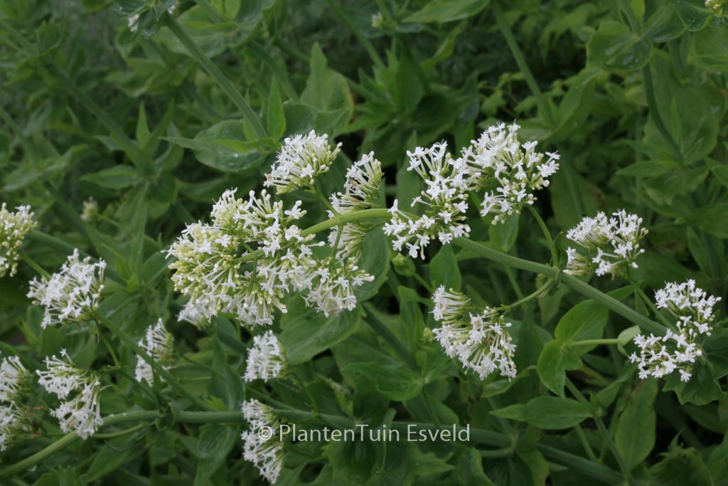 Centranthus ruber ‘Albus’