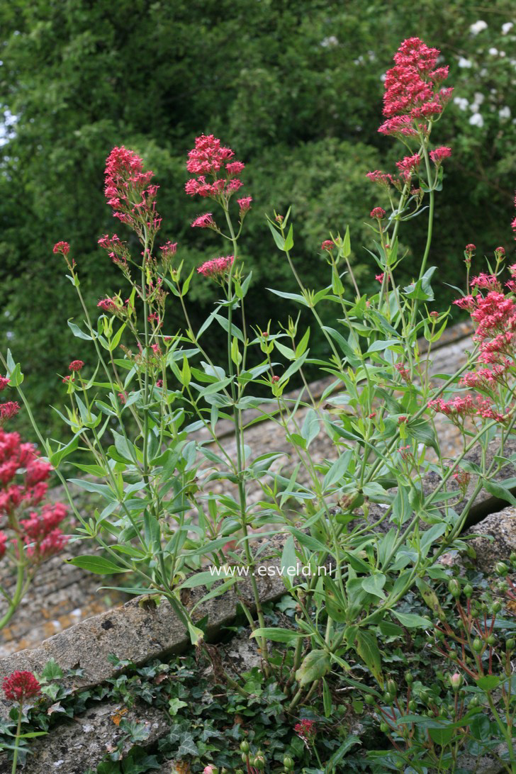 Centranthus ruber ‘Coccineus’