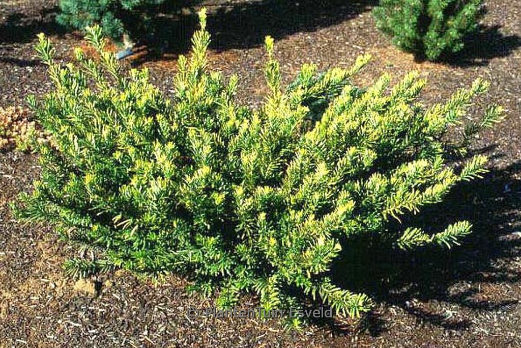 Cephalotaxus harringtonia ‘Duke Garden’