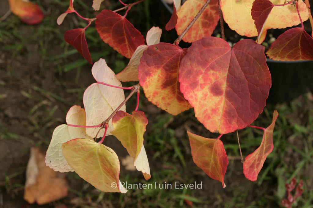 Cercidiphyllum ‘JWW4’ (GLOWBALL)
