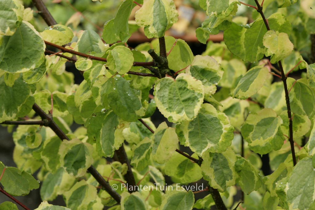 Cercidiphyllum japonicum ‘Chameleon’