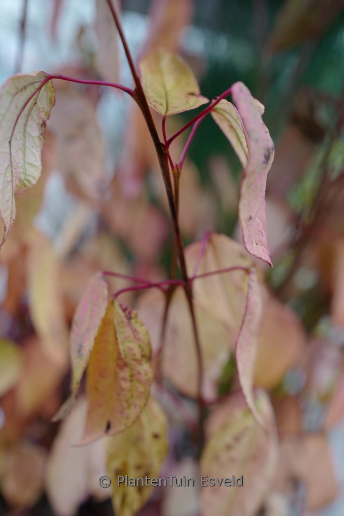 Cercidiphyllum japonicum ‘Magma’