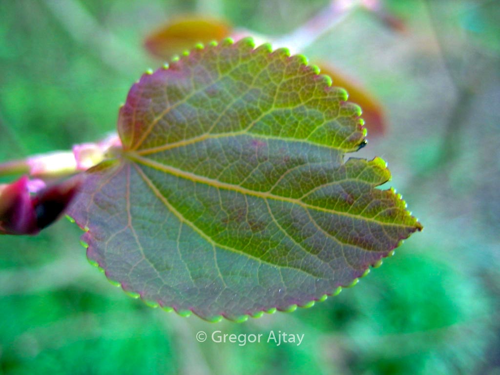 Cercidiphyllum japonicum ‘Peach’