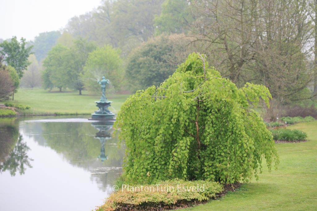 Cercidiphyllum japonicum ‘Pendulum’