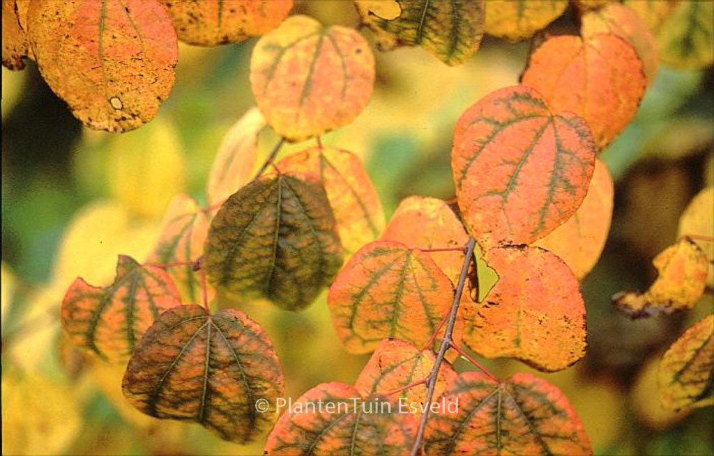 Cercidiphyllum japonicum ‘Raspberry’