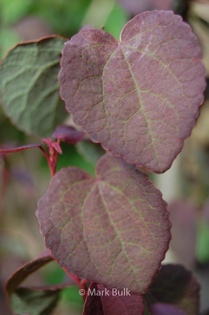 Cercidiphyllum japonicum ‘Rotfuchs’