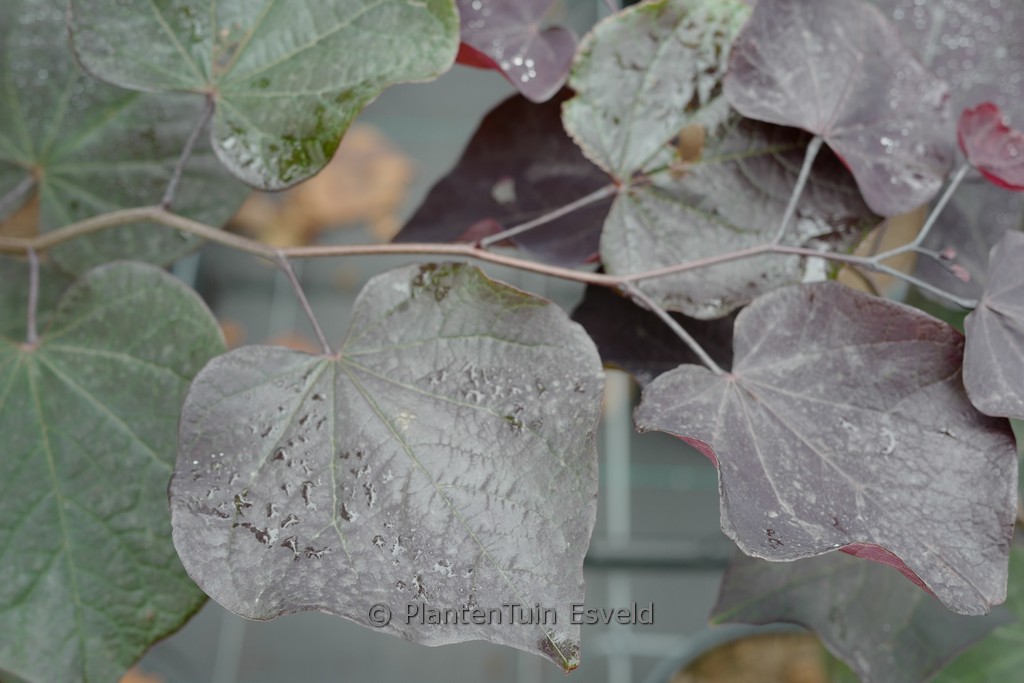 Cercis canadensis ‘Ace of Spades’
