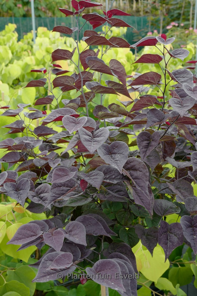 Cercis canadensis ‘Amethyst’ (GARDEN GEMS)