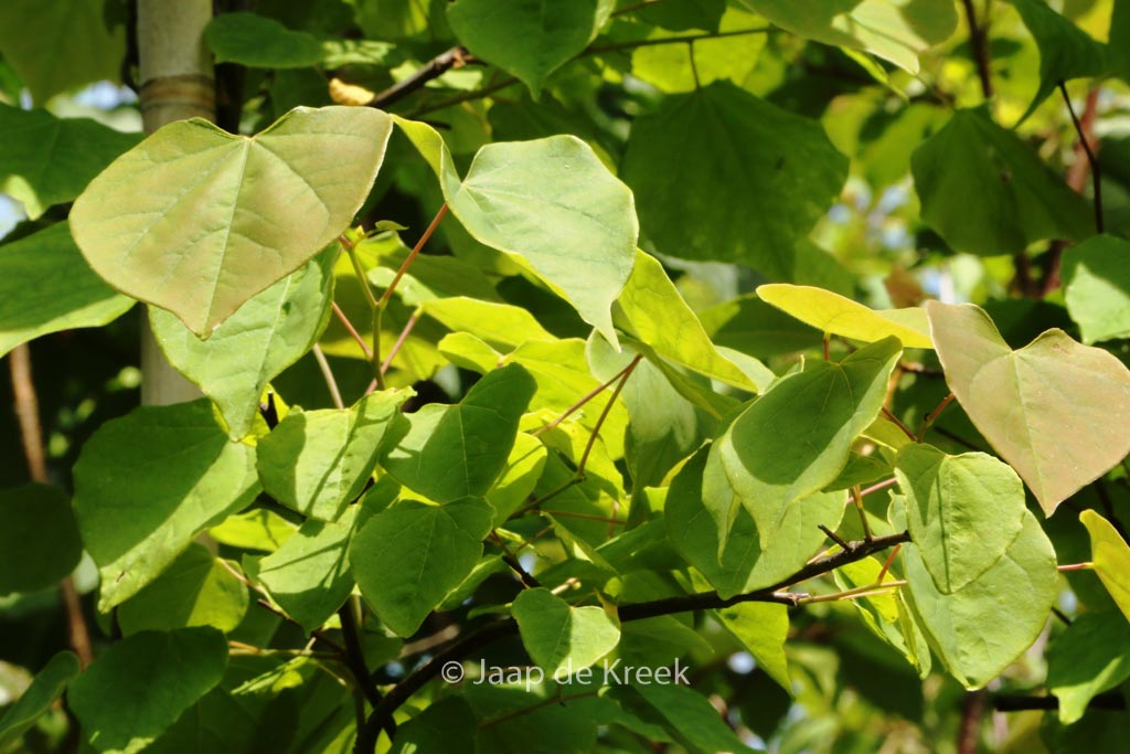 Cercis canadensis ‘Cascading Hearts’