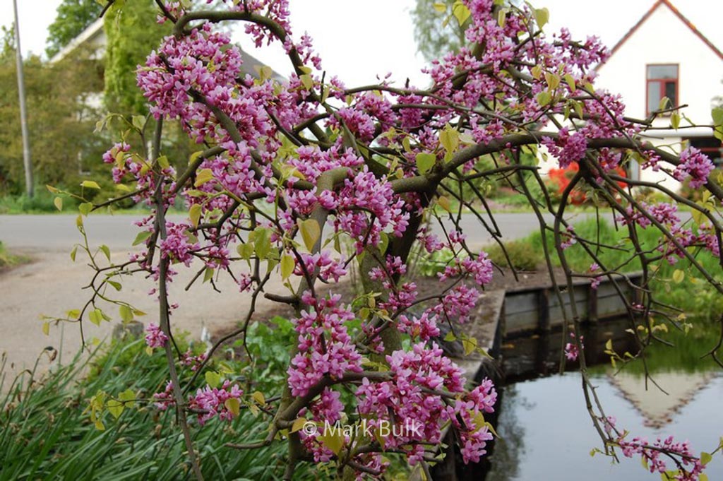 Cercis canadensis ‘Covey’ (LAVENDER TWIST)