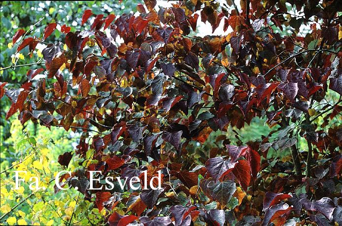 Cercis canadensis ‘Forest Pansy’