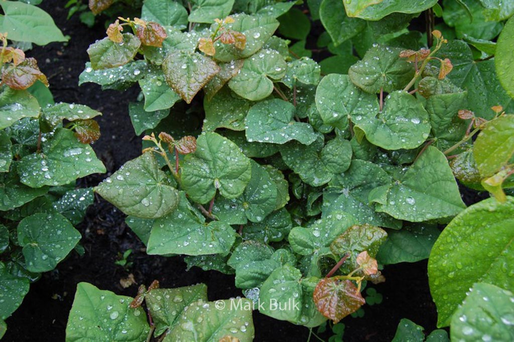 Cercis canadensis ‘Litwo’ (LITTLE WOODY)