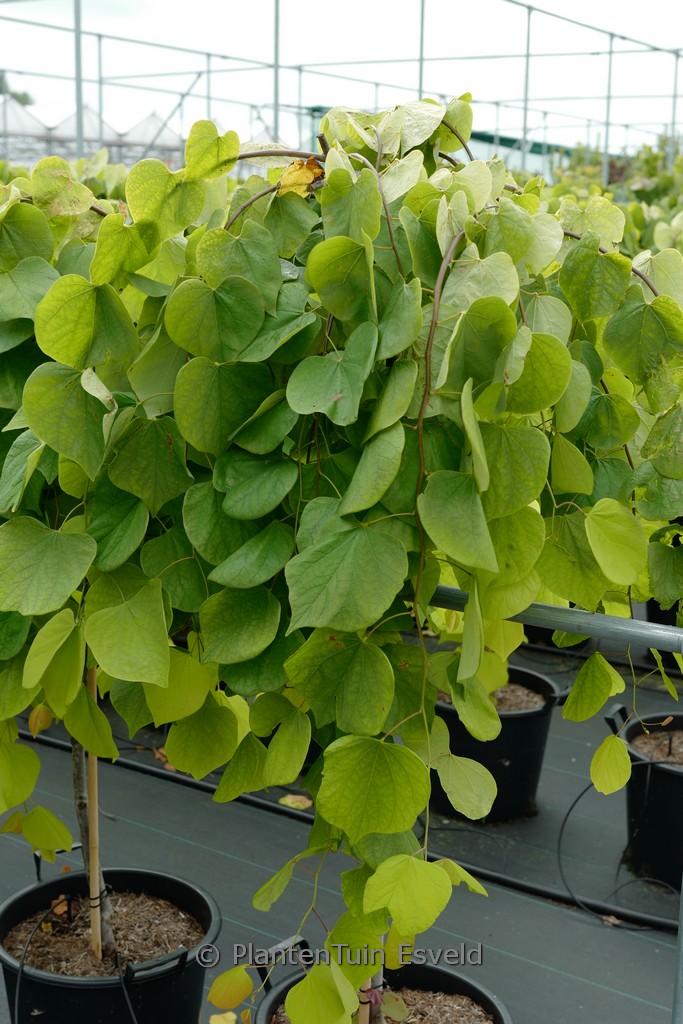 Cercis canadensis ‘NC2015 12’ (Golden Falls)