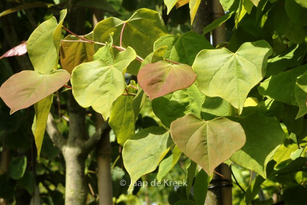 Cercis canadensis ‘Royal White’