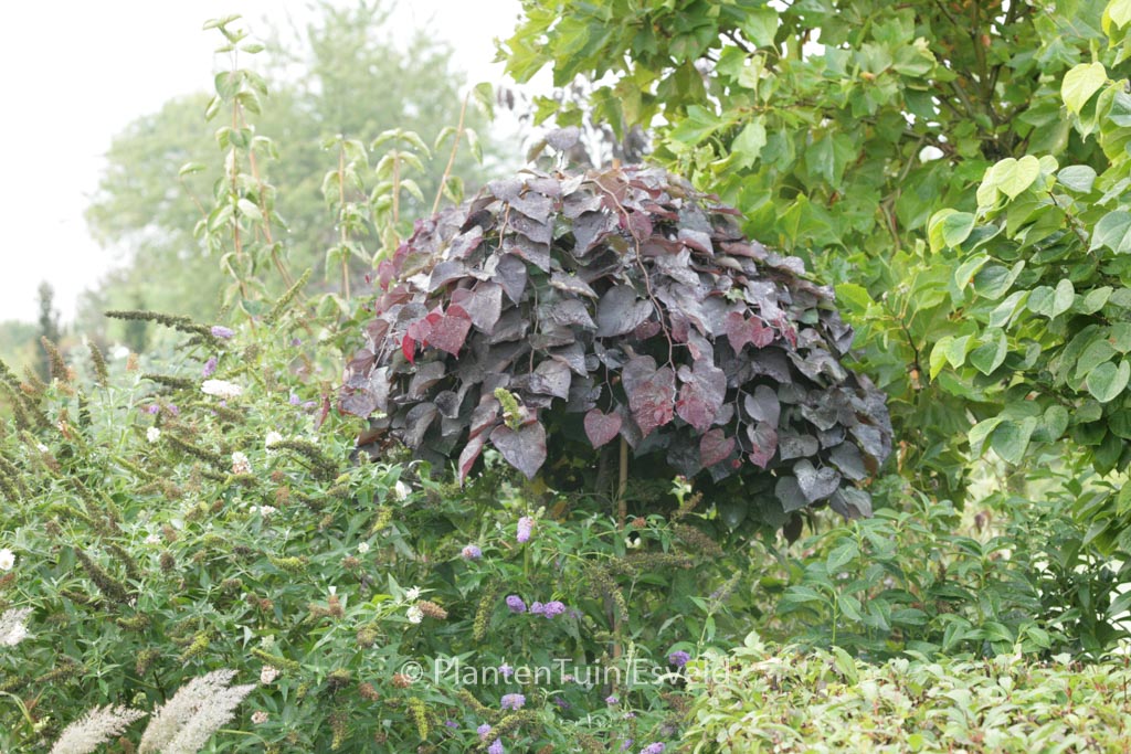 Cercis canadensis ‘Ruby Falls’