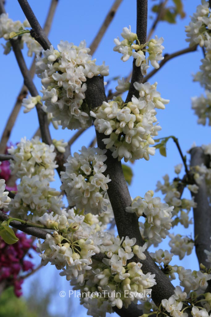 Cercis canadensis ‘Texas White’