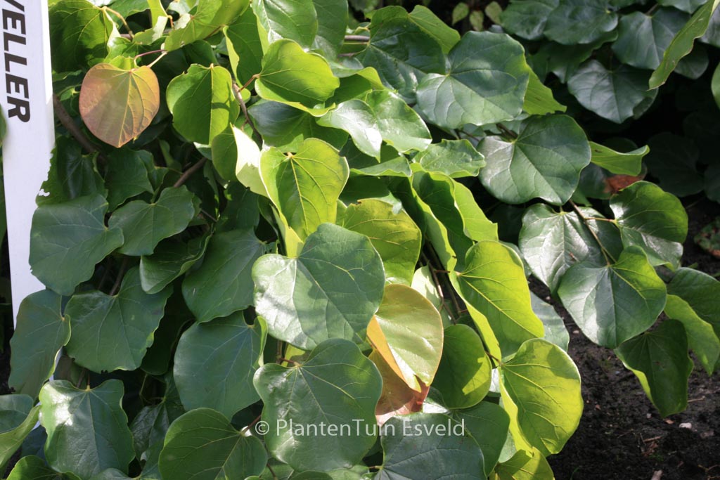 Cercis canadensis ‘Traveller’