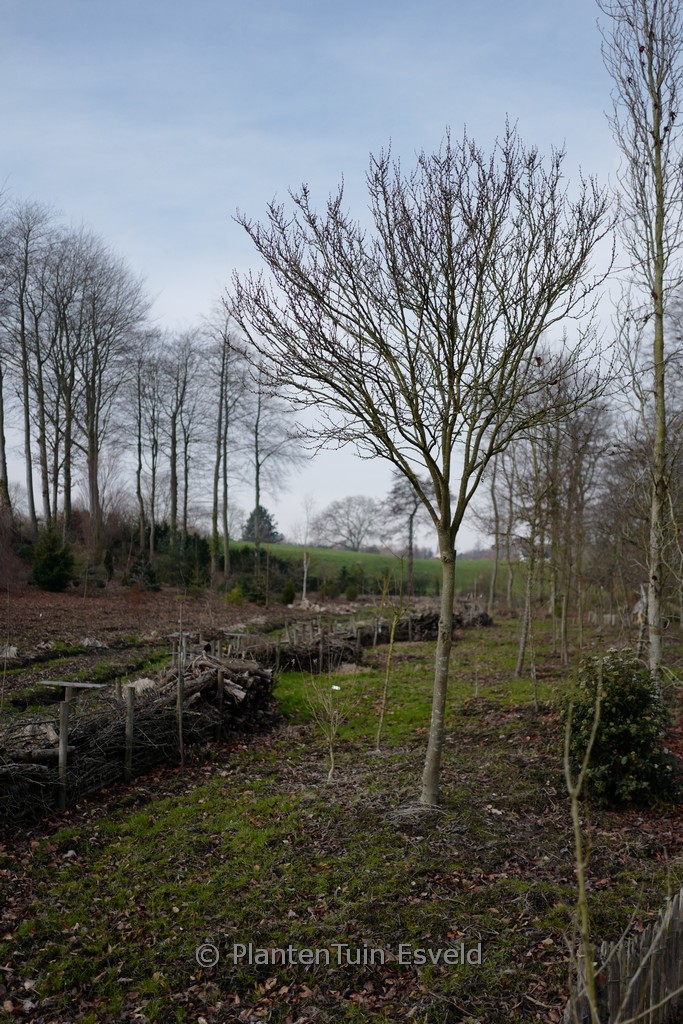 Cercis chinensis ‘Shirobana’