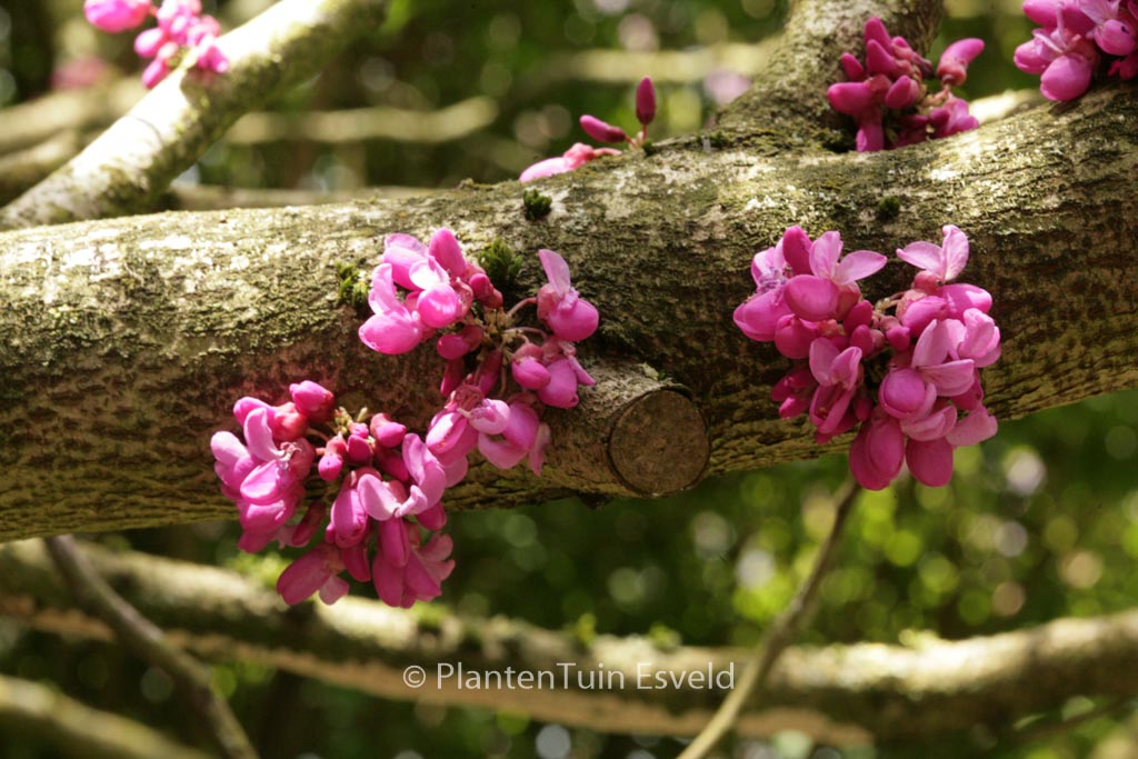 Cercis glabra