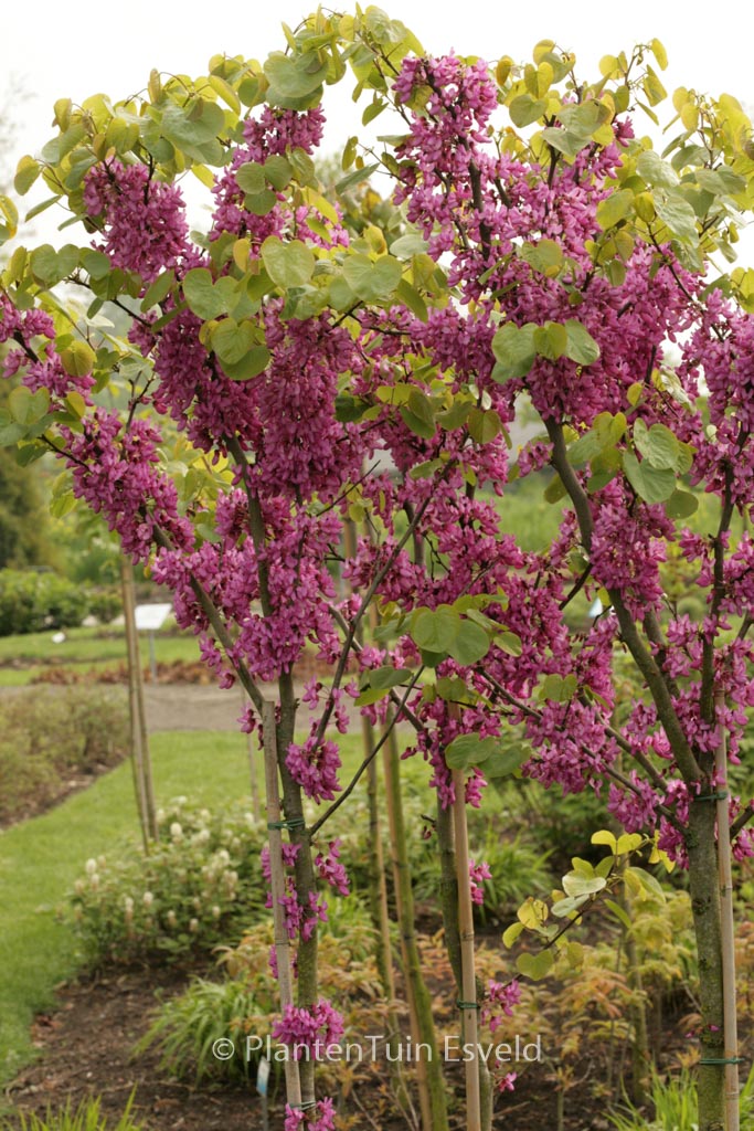 Cercis siliquastrum ‘Bodnant’